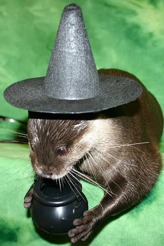 It's the Daily Otter's Halloween 2017 Mega-Post! 3