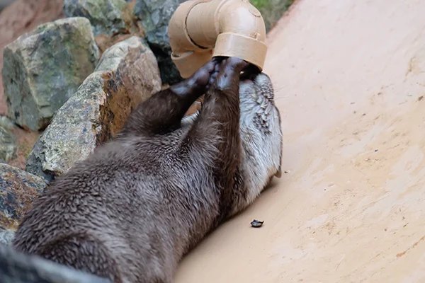 What's This Interesting Thin—Garfblefblefble!