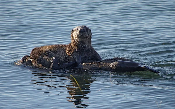 The Photographer Has Captured Otter Pup's Attention