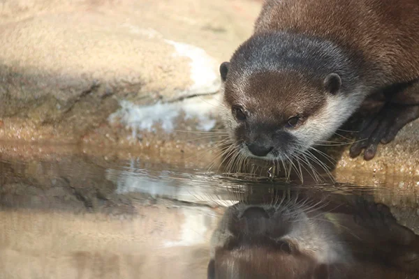 What a Beautiful Otter! I Wonder Who He Is!