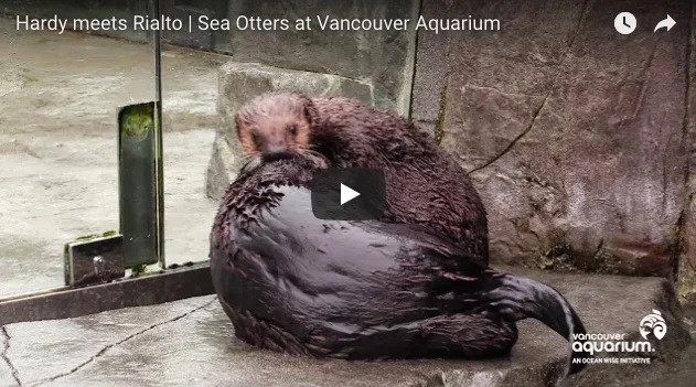Sea Otters Hardy and Rialto Meet and Play!