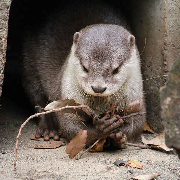 Otter Wonders What He Can Make with These Sticks and Leaves
