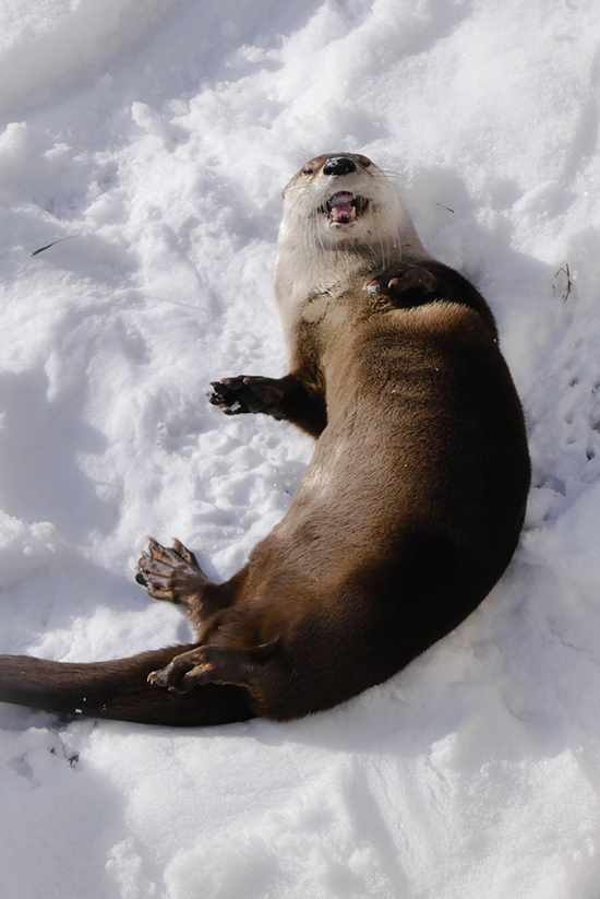 Rolling Around in the Snow Is So Fun!