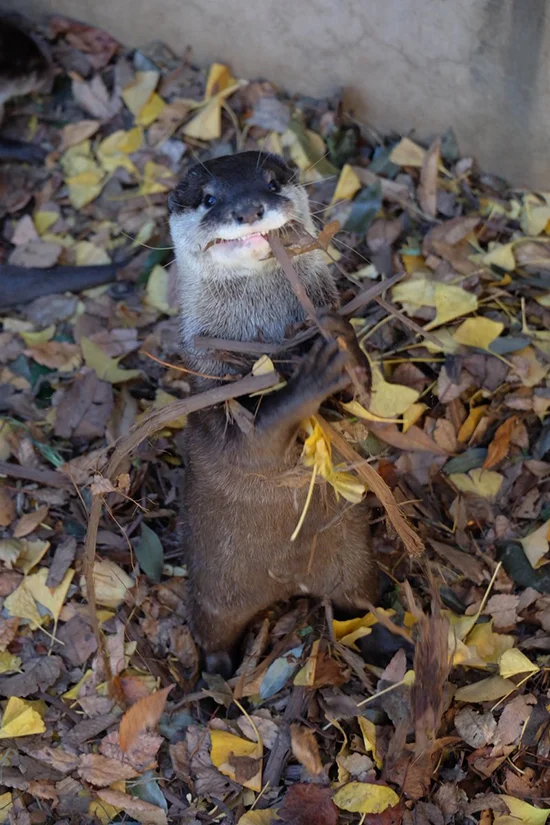 I Don't Know, Otter, That Doesn't Look Very Tasty to Me