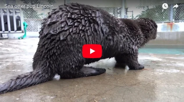 Oregon Zoo's Pup 805 Gets a New Name!