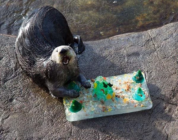 It's the Daily Otter's Christmas 2017 Mega-Post! 2