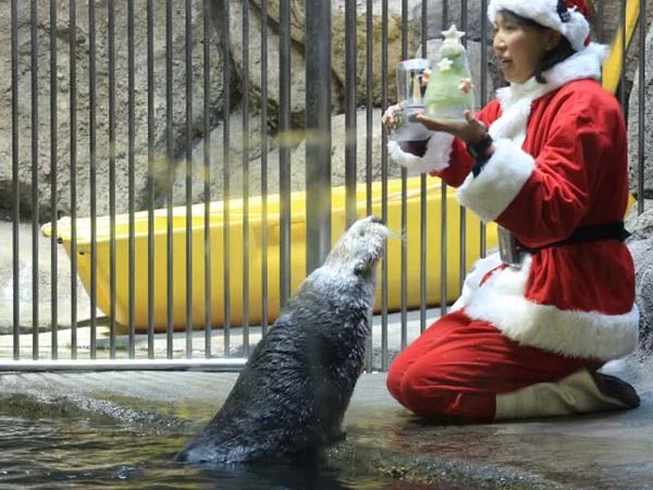 It's the Daily Otter's Christmas 2017 Mega-Post! 5