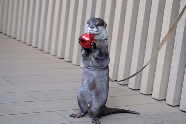 It's the Daily Otter's Christmas 2017 Mega-Post! 6