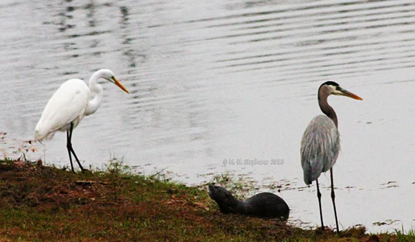 Get Out of Here, Man! I'm Trying to Catch Dinner!