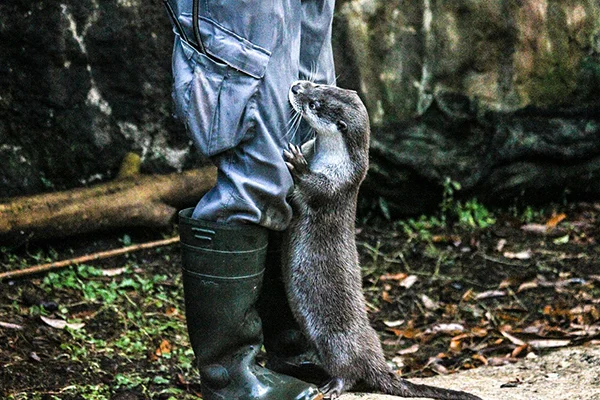 What's That in Human's Pocket? I Hope It's Something Tasty.