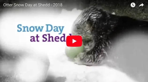 Shedd Aquarium's Sea Otters Have a Snow Day