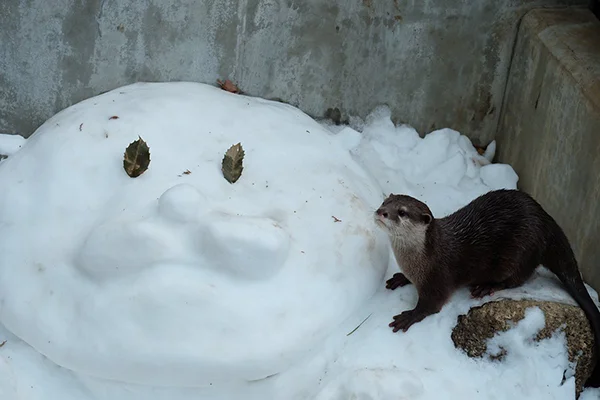 Did You Make That Snow Otter, Little Otter?