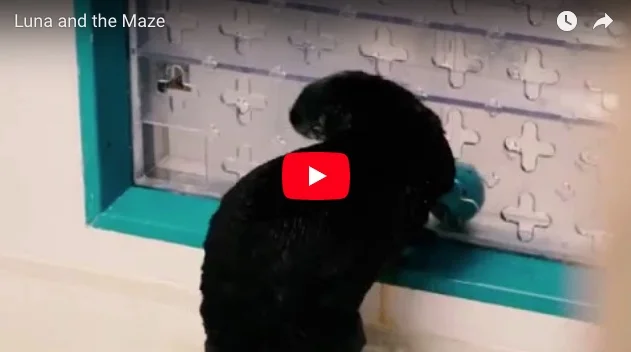 Sea Otters Master a Maze Game and Get Treats