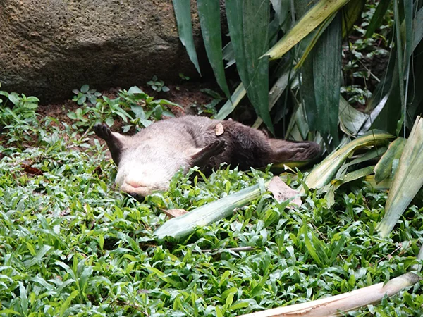 Otter Just Can't Right Now, Okay?