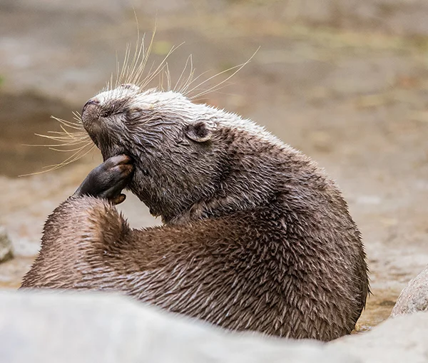 Otter Stretches Way Back to Get That Itch on the Top of His Head