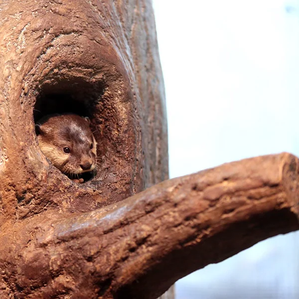 Look, I'm an Owl! Or a Squirrel! Maybe a Chipmunk?