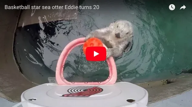 Basketball Star Eddie the Sea Otter Turned 20 This Month!