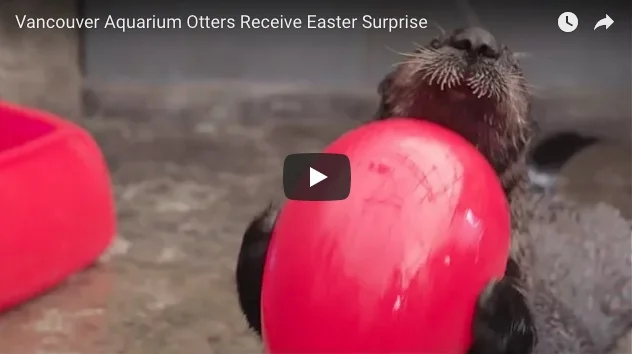 Vancouver Aquarium's Sea Otters Get Easter Surprises!