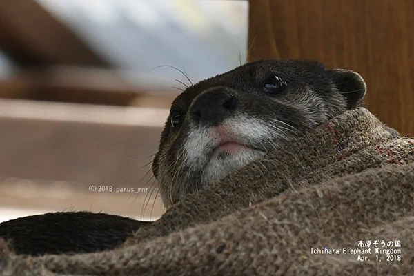 Could You Please Hit the Snooze Alarm, Human?