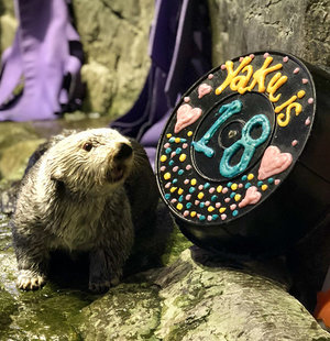 Sea Otter Yaku Celebrates His 18th Birthday! — The Daily Otter