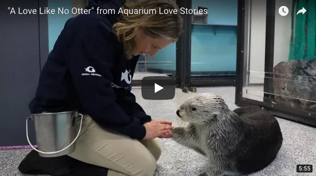 One Human's Devotion to Sea Otters