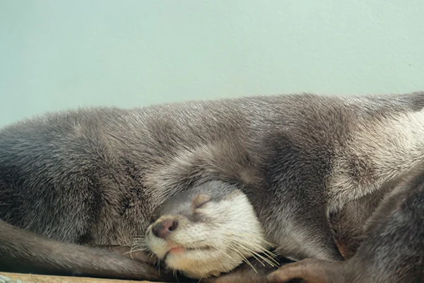 That's a... Cozy... Way to Sleep, Otters