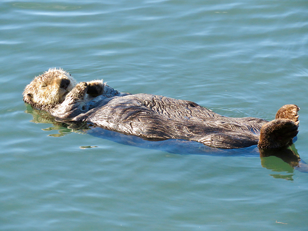 A+Quiet+Sea+Otter+Taking+a+Quiet+Snooze+