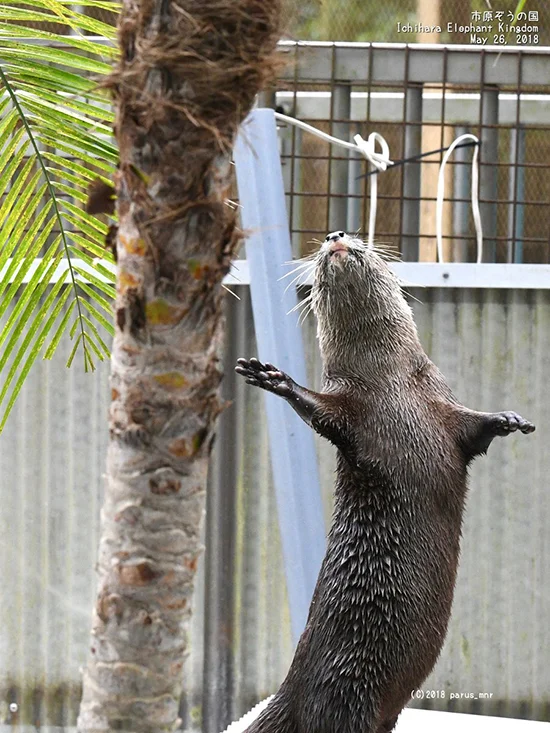Today Is World Otter Day, and It's GLORIOUS!