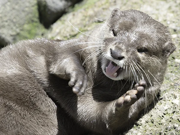 Hey, Keep It Down Over There! I'm Trying to Nap!