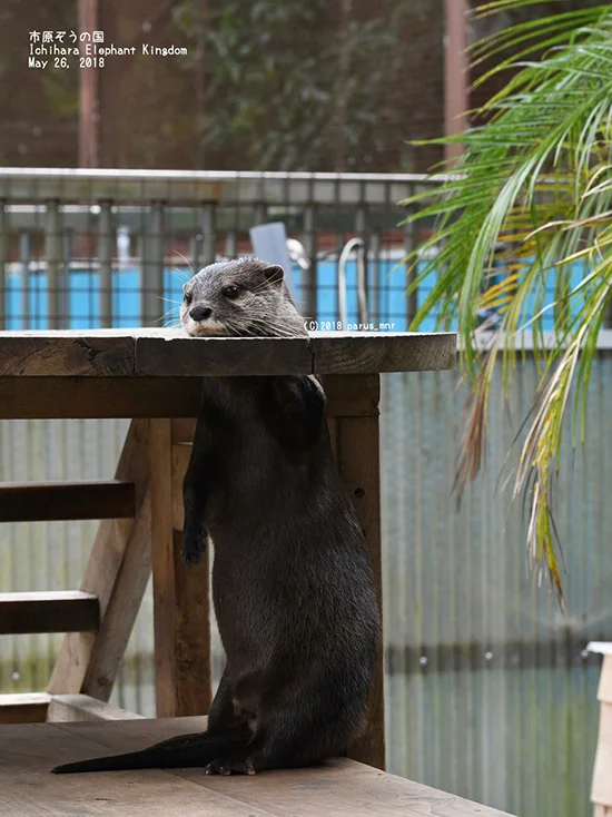 A Behind-the-Scenes Look at Otter's Magic Trick