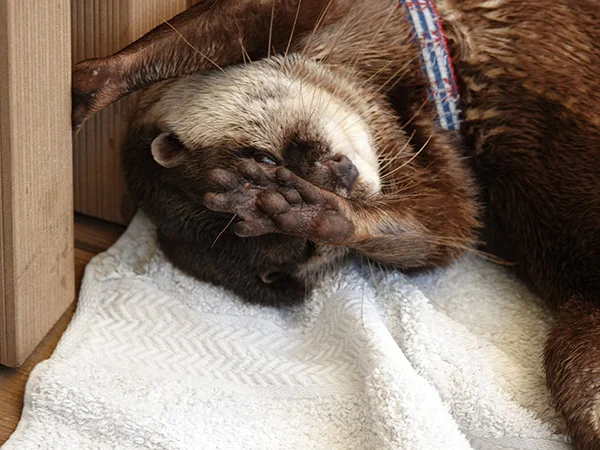 Is Otter... Dabbing?