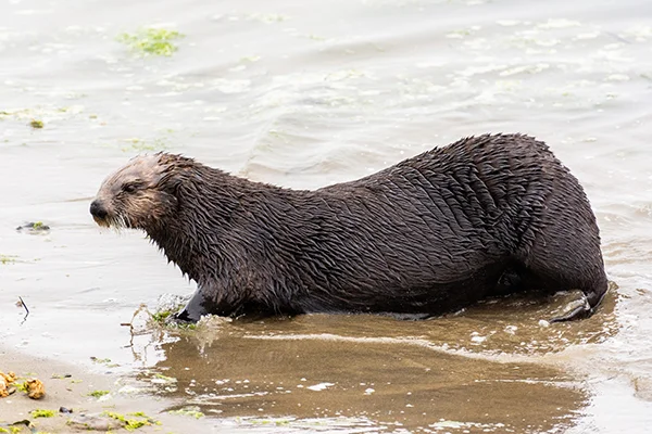 Sea Otter Must Be Ready for a Little Beach Time