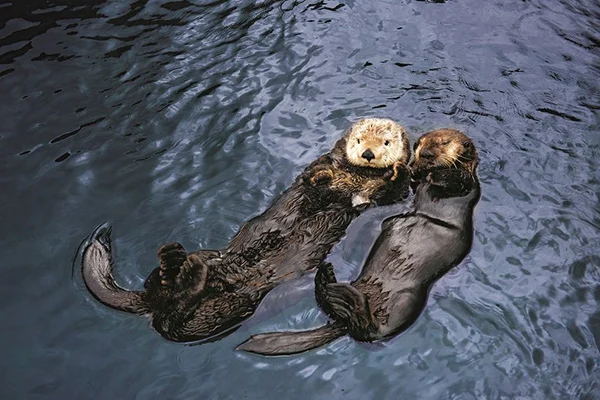 Sea Otters Know How Important It Is to Have a Friend to Float With