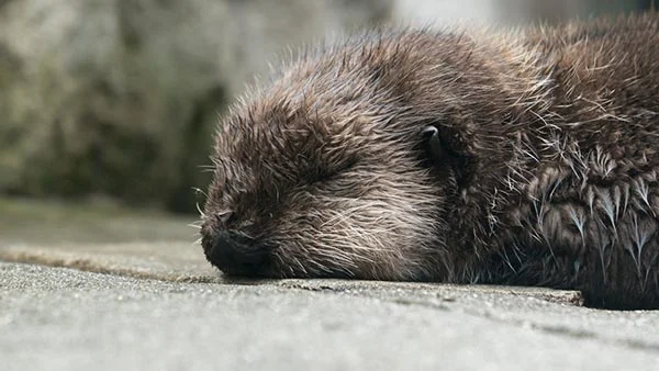 Shhh! No One Move—Don't Even BREATHE—Until Sea Otter's Woken Up!