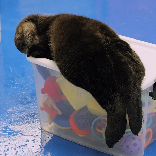 Sea Otter Pup Fell Asleep on Her Toy Box