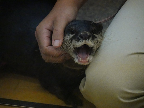 Otter Is SO HAPPY to Get Scritches from Human