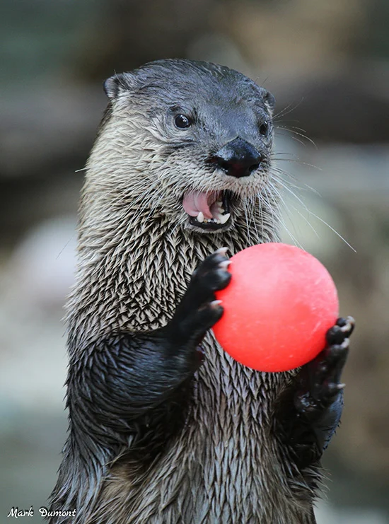 Anyone Up for a Game of Catch with Otter?