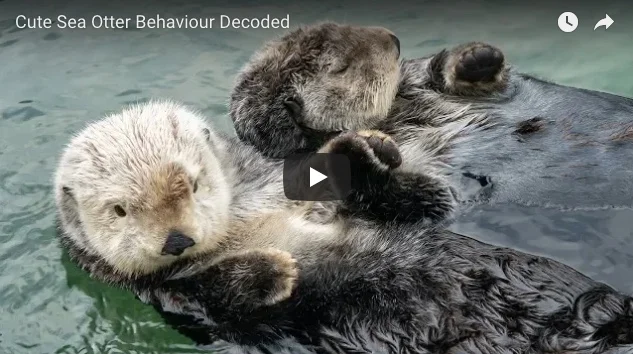 Cute Sea Otter Behavior Decoded!