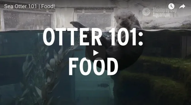 What's on the Menu for Sea Otters?