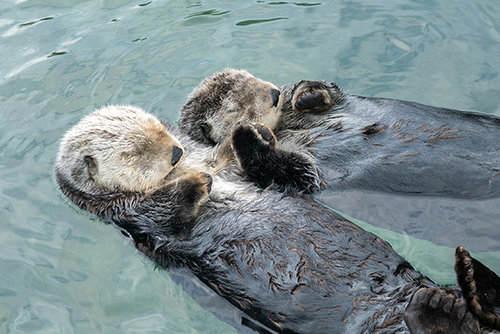 Sea Otters Tanu and Katmai Make a Two-Otter Raft — The Daily Otter