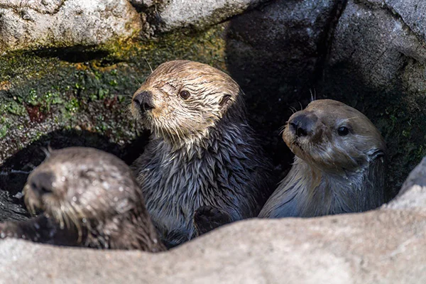 Three Sea Otters in a Tiny Pool Is a Party!