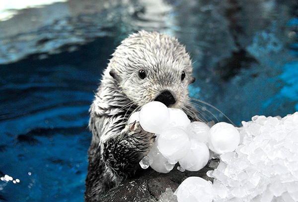 Sea Otter Will Make Short Work of Demolishing That Cluster of Ice Balls —  The Daily Otter