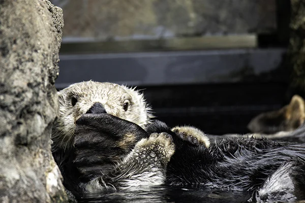 My Flipper Smells Funny!