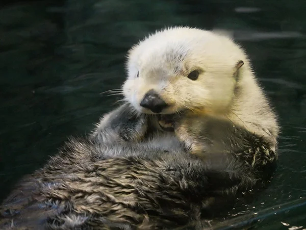 Hey! You, Over There! Throw Me Some Shrimp!