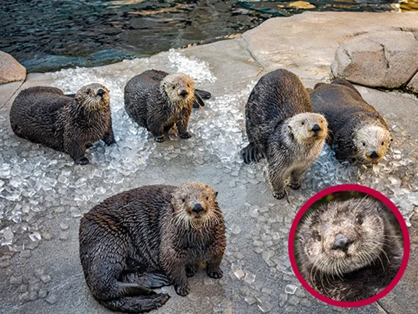 Sea Otters Attentively Watch Monterey Bay Aquarium's New Project