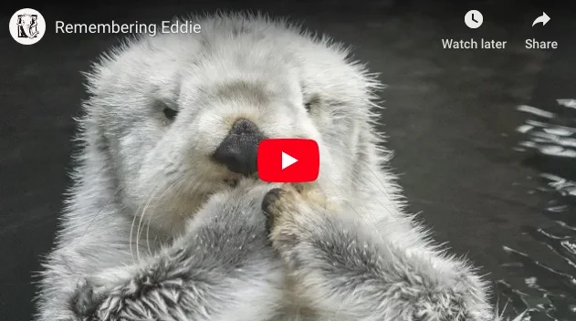 We'll Miss You, Eddie