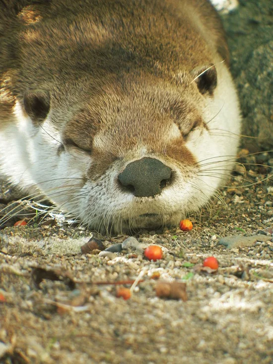 Otter Is Still Sleeping Off Last Night's Party