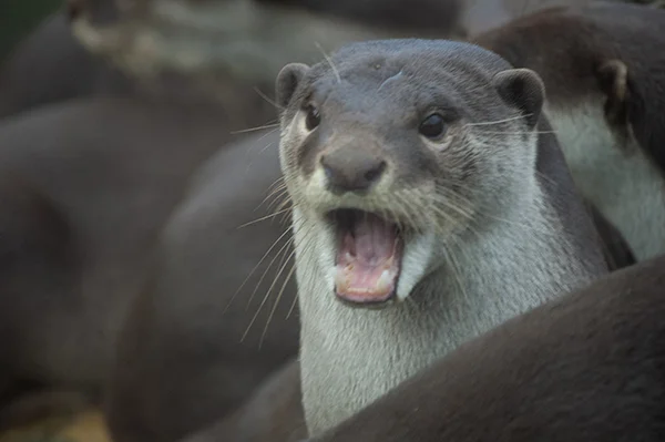 Otterly Flabbergasted