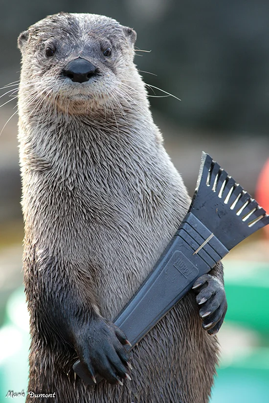 Hi, Human! Got Any Ice That Needs Scraping?