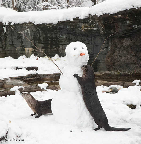 I Can't Believe You've Left Me to Build This Snow Human All By Myself